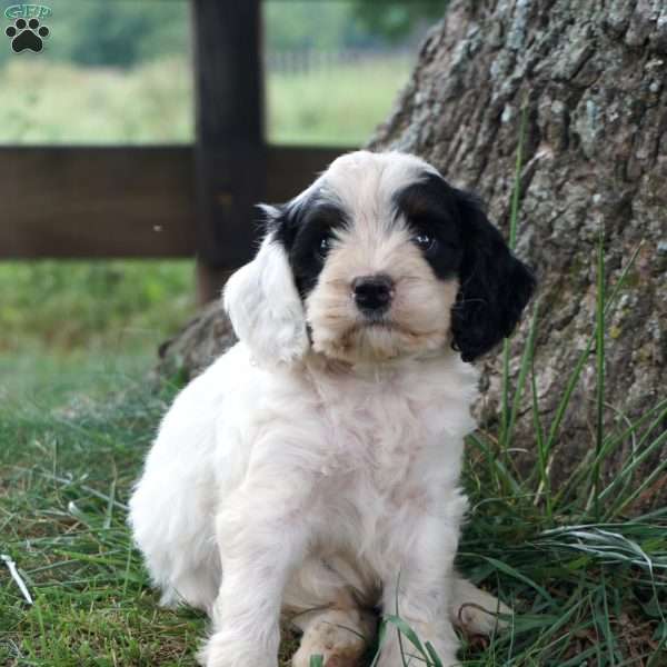 Gideon, Cockapoo Puppy