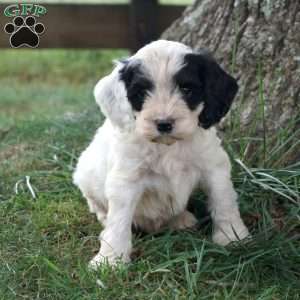 Gideon, Cockapoo Puppy