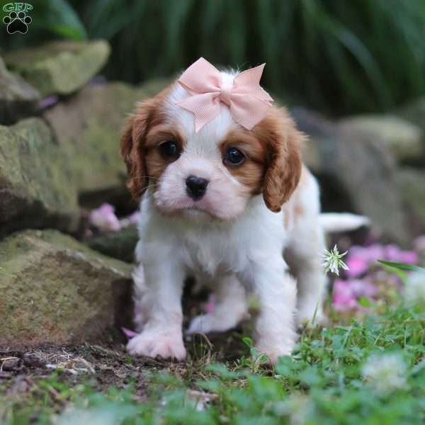Gigi, Cavalier King Charles Spaniel Puppy