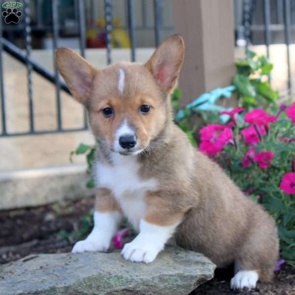 Gina, Pembroke Welsh Corgi Puppy