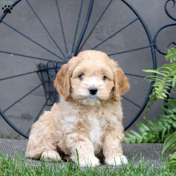 Gina, Cockapoo Puppy
