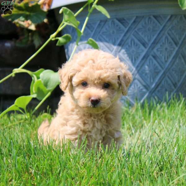 Gina, Havapoo Puppy