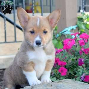 Gina, Pembroke Welsh Corgi Puppy