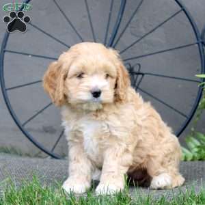 Gina, Cockapoo Puppy