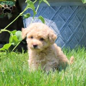 Gina, Havapoo Puppy