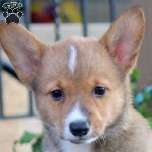 Gina, Pembroke Welsh Corgi Puppy