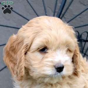 Gina, Cockapoo Puppy