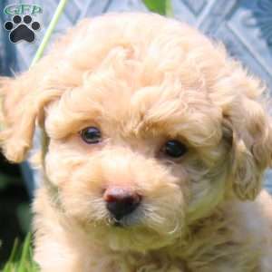 Gina, Havapoo Puppy