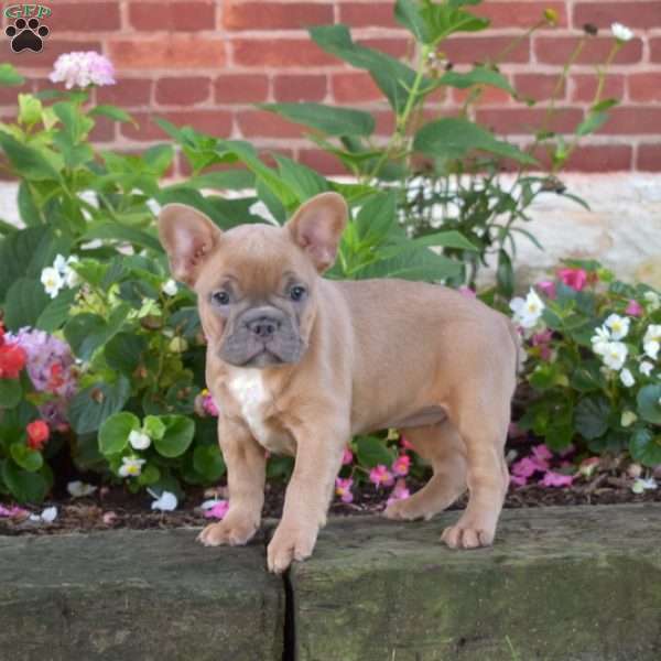 Ginger, French Bulldog Puppy