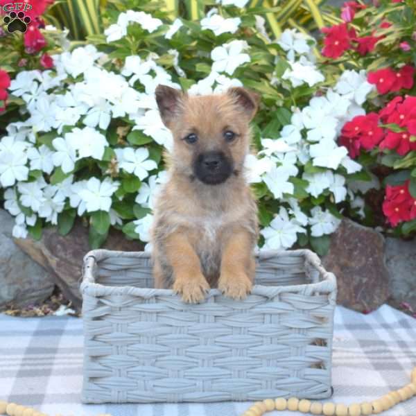 Ginger, Cairn Terrier Puppy