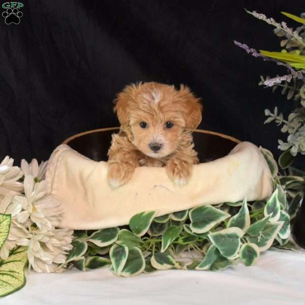 Ginger, Maltipoo Puppy