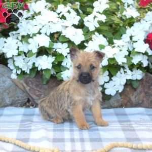 Ginger, Cairn Terrier Puppy