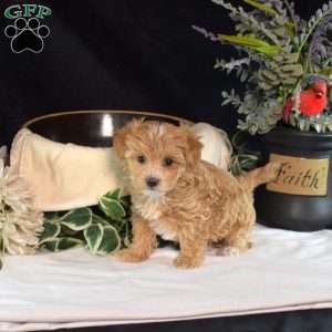 Ginger, Maltipoo Puppy