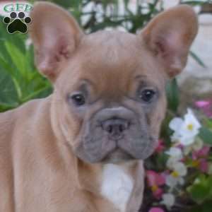 Ginger, French Bulldog Puppy