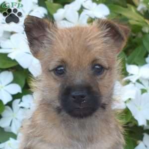 Ginger, Cairn Terrier Puppy