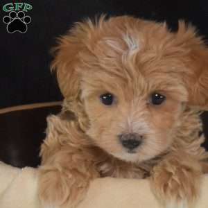 Ginger, Maltipoo Puppy