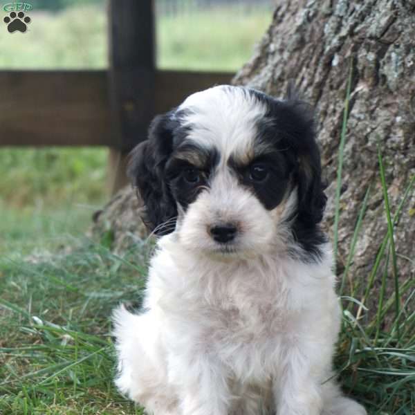 Ginny, Cockapoo Puppy