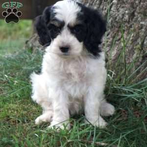 Ginny, Cockapoo Puppy