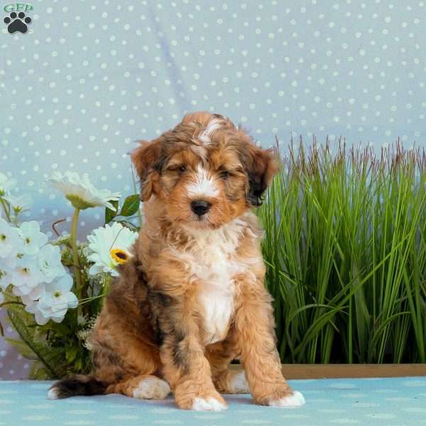 Gizmo, Mini Bernedoodle Puppy