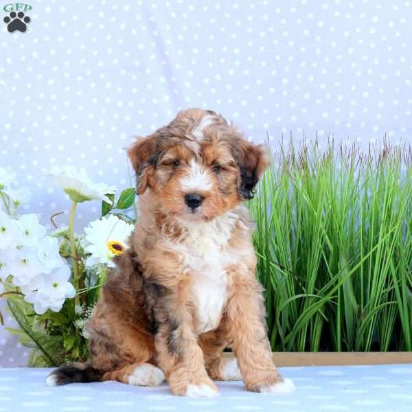 Gizmo, Mini Bernedoodle Puppy