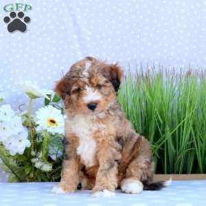 Gizmo, Mini Bernedoodle Puppy