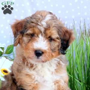 Gizmo, Mini Bernedoodle Puppy