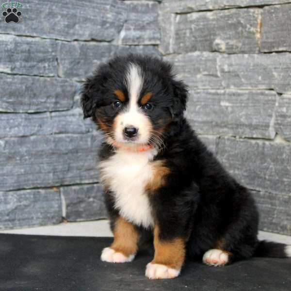 Gloria, Bernese Mountain Dog Puppy