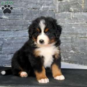 Gloria, Bernese Mountain Dog Puppy