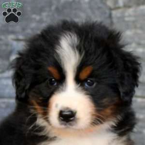 Gloria, Bernese Mountain Dog Puppy
