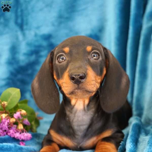 Gloria, Dachshund Puppy