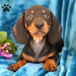Gloria, Dachshund Puppy