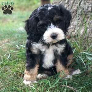 Gloria, Cockapoo Puppy