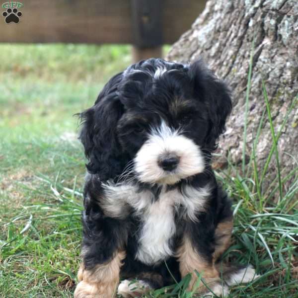 Gloria, Cockapoo Puppy