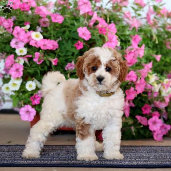 Glow, Miniature Poodle Puppy