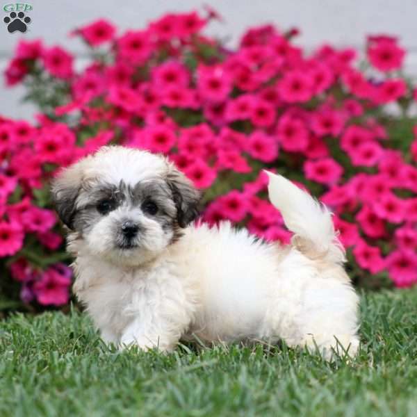 Glow, Teddy Bear Puppy