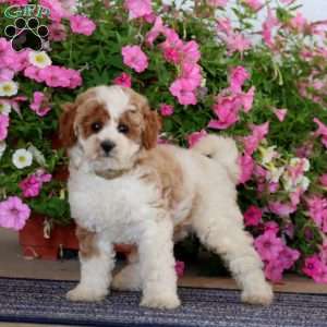 Glow, Miniature Poodle Puppy
