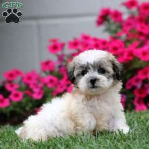 Glow, Teddy Bear Puppy