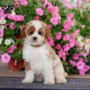 Glow, Miniature Poodle Puppy