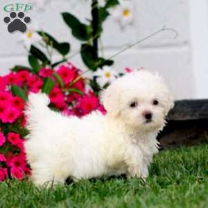Glow, Teddy Bear Puppy