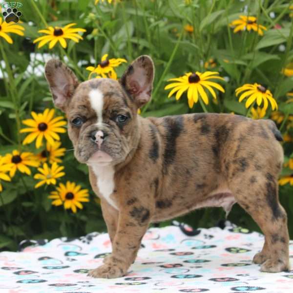 Gold, Frenchton Puppy