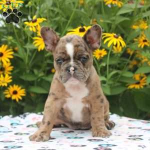 Gold, Frenchton Puppy