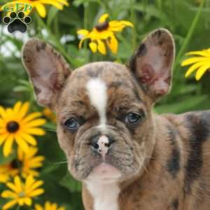 Gold, Frenchton Puppy
