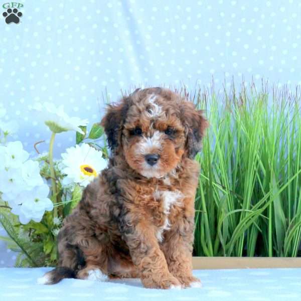 Goldie, Mini Bernedoodle Puppy