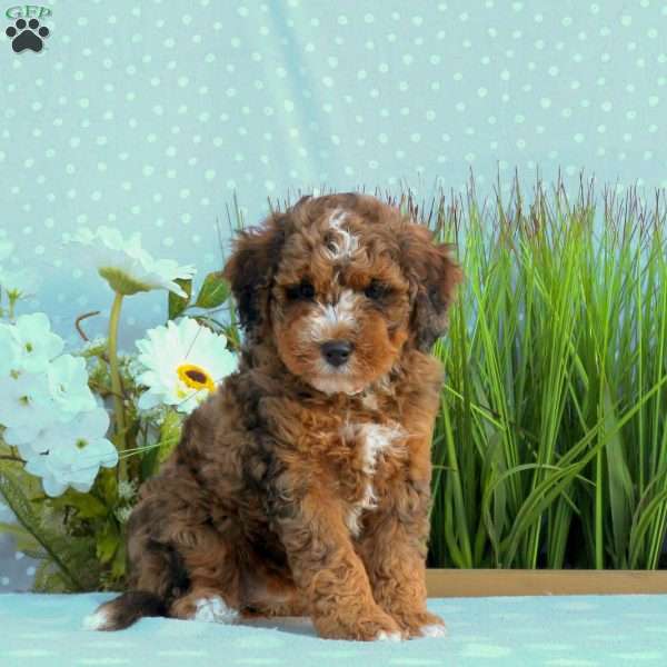 Goldie, Mini Bernedoodle Puppy
