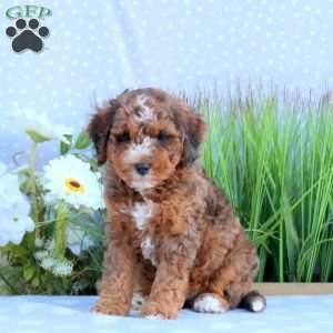 Goldie, Mini Bernedoodle Puppy