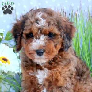 Goldie, Mini Bernedoodle Puppy