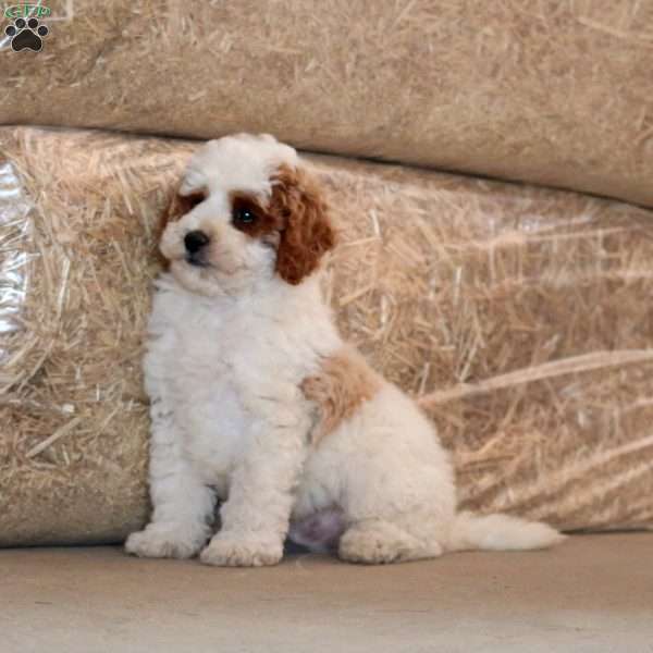 Goldie, Miniature Poodle Puppy