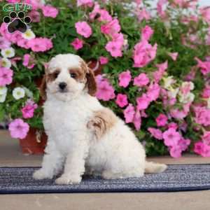 Goldie, Miniature Poodle Puppy