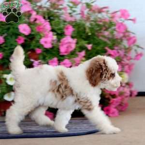 Goldie, Miniature Poodle Puppy