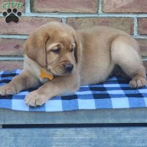 Goldie, Fox Red Labrador Retriever Puppy